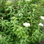 Spiraea japonica 'Albiflora'